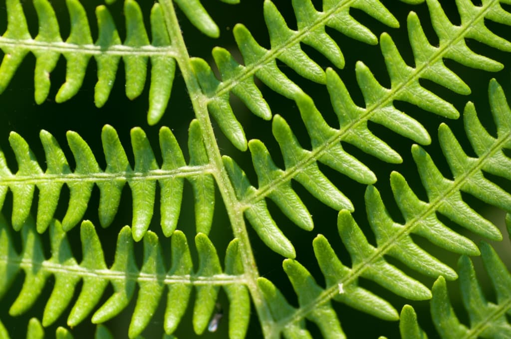 Ferns in The Lanes, Jersey, Channel Islands