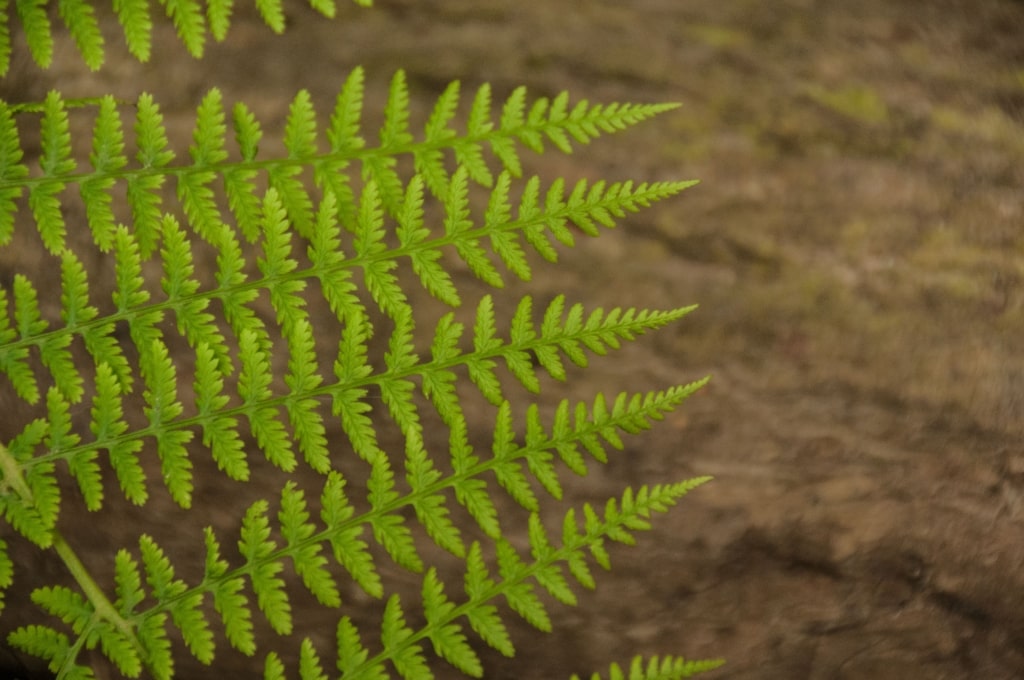 Ferns over a stream in The Lanes, Jersey, Channel Islands