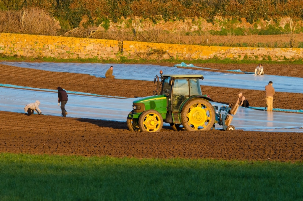 Field workers putting polythene protection over newly planted Jersey Royal New Potatoes at L'Etacq, St. Ouen, Jersey, Channel Islands