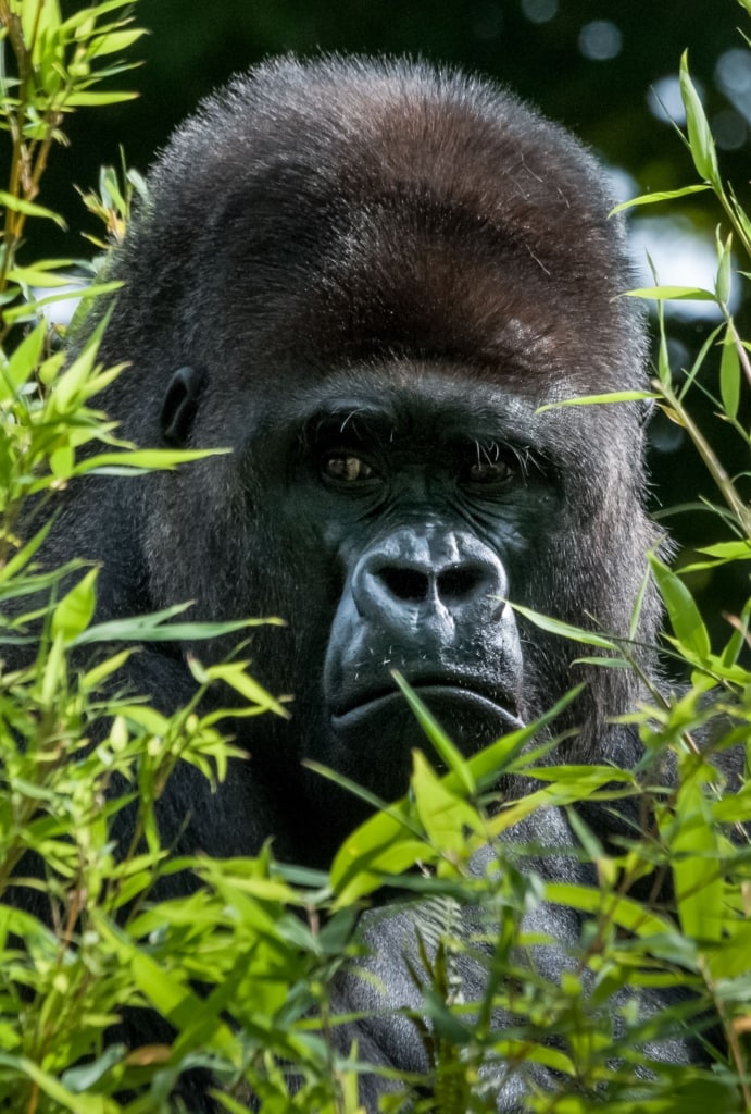 Gorilla looking at me, at Jersey Zoo (Durrell), Trinity, Jersey, Channel Islands