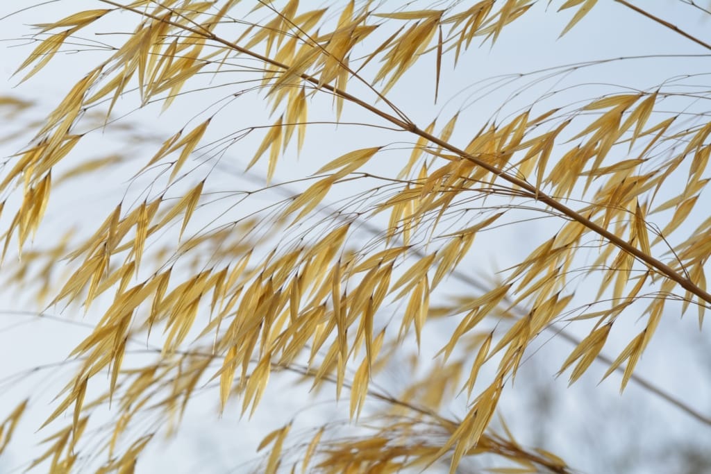 Grasses at Jersey Zoo (Durrell), Trinity, Jersey, Channel Islands