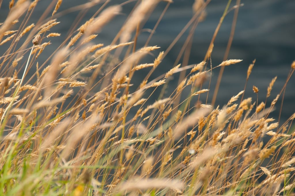 Grasses next to a stream in The Lanes, Jersey, Channel Islands