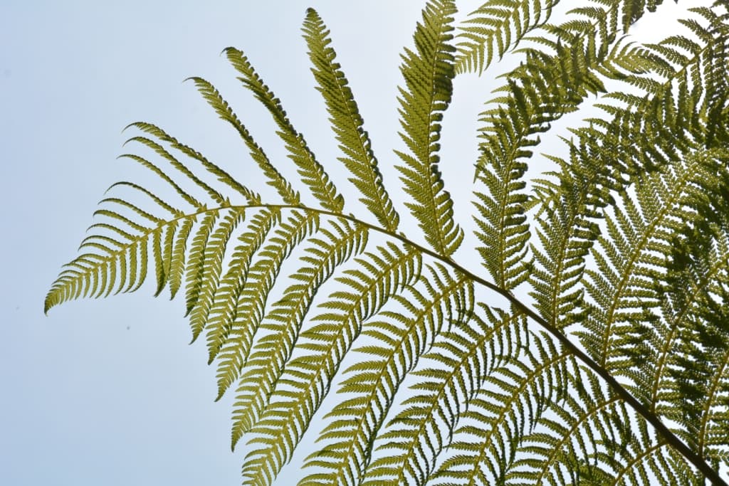 Green fern at Jersey Zoo (Durrell), Trinity, Jersey, Channel Islands