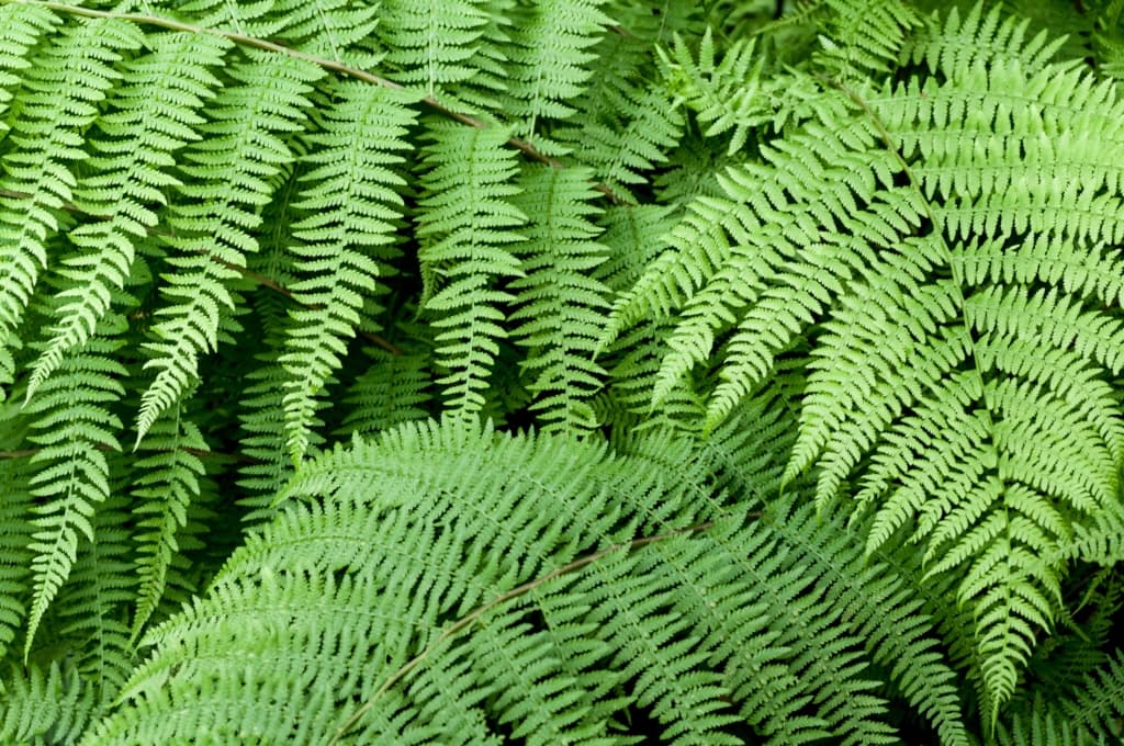 Green ferns in St. Catherine's Woods, St. Martin, Jersey, Channel Islands