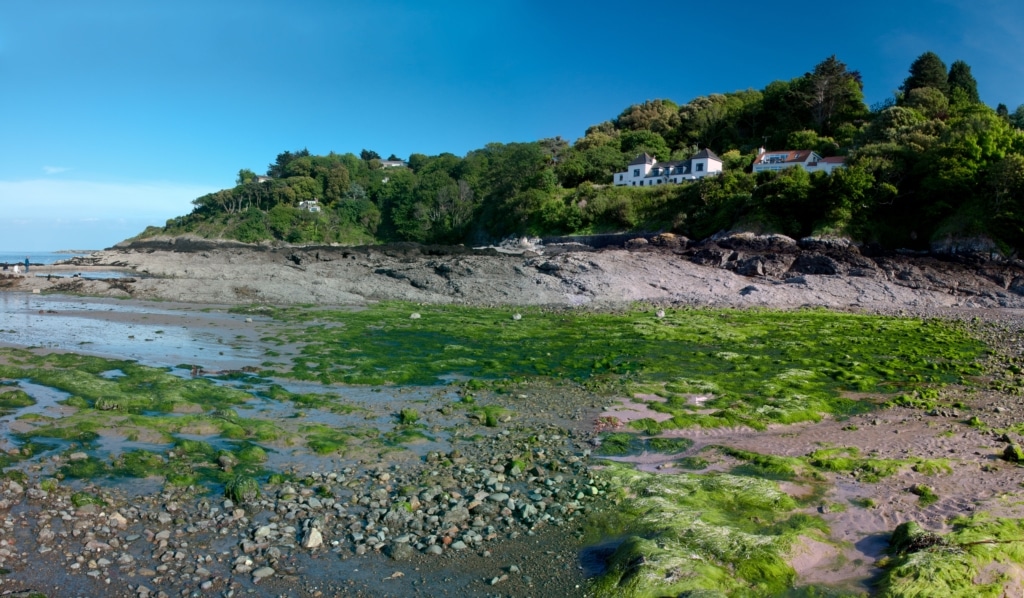 Green seaweed on the rocks and pebbles on the beach at Rozel Bay, St. Martin, Jersey, Channel Islands