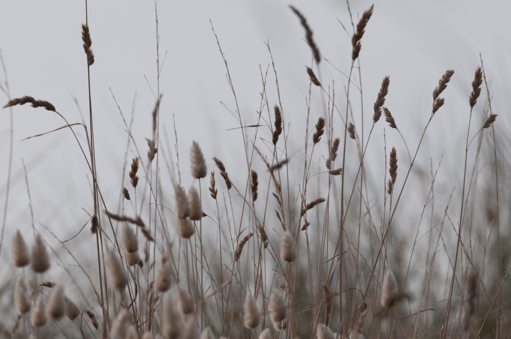 Close up showing hare's tail and other wild grasses blowing in the wind, taken at Le Braye Slipway, St. Brelade, Jersey, Channel Islands