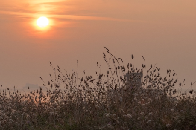 Close up showing hare's tail and other wild grasses blowing in the wind at sunset with La Rocco Tower and the ferrry behind, taken at Le Braye Slipway, St. Brelade, Jersey, Channel Islands