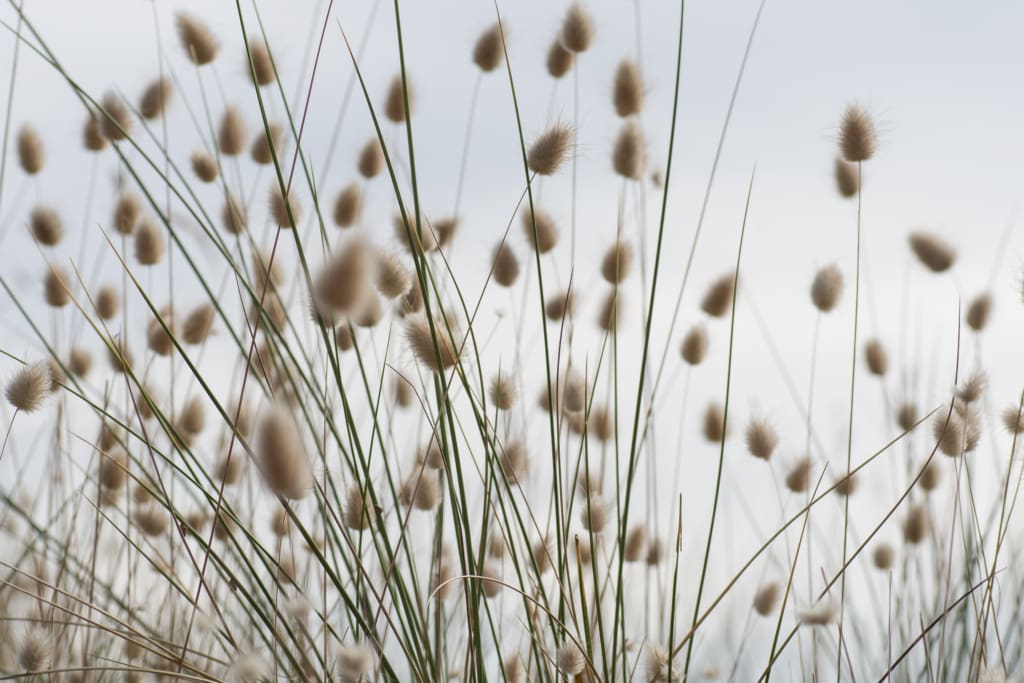 Close up showing hare's tail grasses blowing in the wind, Les Mielle de Morville, St. Ouen, Jersey, Channel Islands