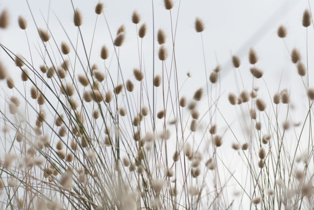 Close up showing hare's tail grasses blowing in the wind, Les Mielle de Morville, St. Ouen, Jersey, Channel Islands