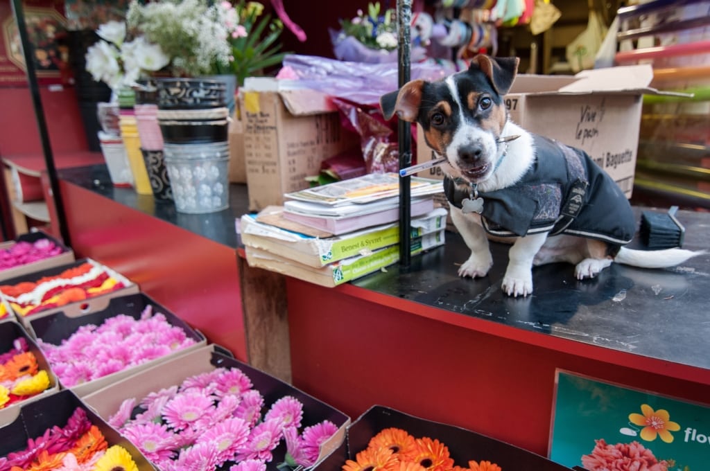 Jack Russell doing the books at a flower stall in The Central Market, St. Helier, Jersey, Channel Islands