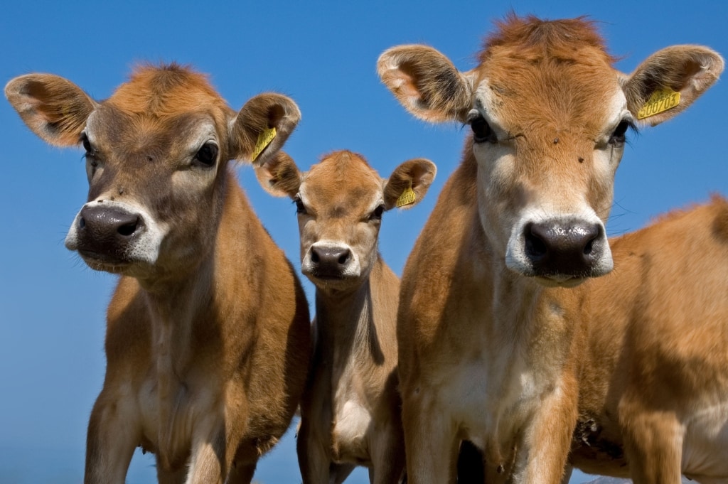 Jersey Cows in a field, Jersey, Channel Islands