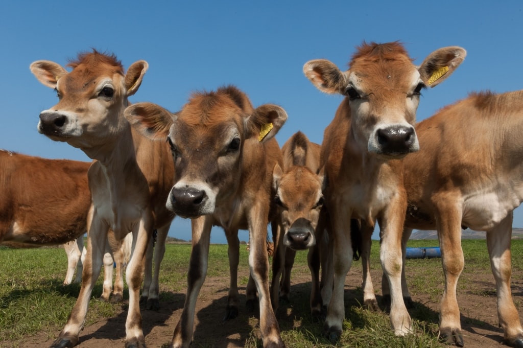 Jersey Cows in a field, Jersey, Channel Islands