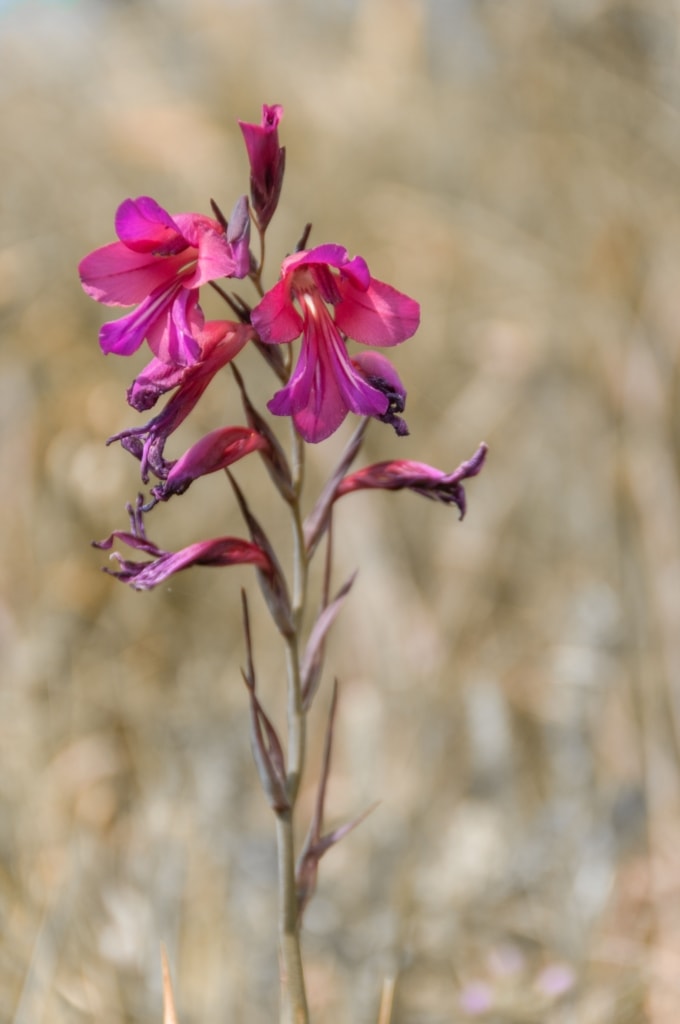 Jersey Orchid at Le Noir Pre (The Orchid Field), St. Ouen, Jersey, Channel Islands