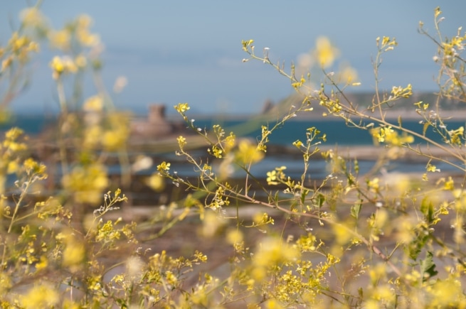 La Rocco Tower framed by yellow rapeseed flowers from La Pulente, St. Ouen's Bay, St. Brelade, Jersey, Channel Islands