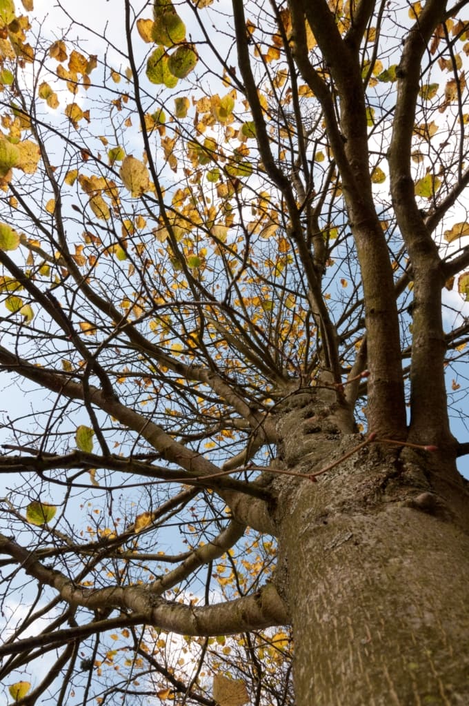 Last autumnal leaves on a tree at Jersey Zoo (Durrell), Trinity, Jersey, Channel Islands