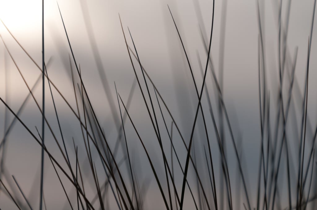 Long grasses on Ouaisne Common, Ouaisne Bay, St. Brelade, Jersey, Channel Islands