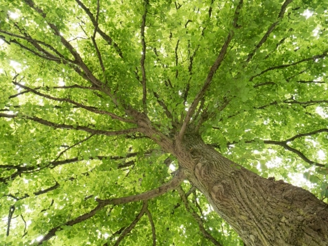 Looking up at the branches and leaves on a tree, Parade Gardens, St. Helier, Jersey, Channel Islands