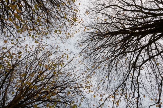 Looking up at the last few leaves on the winter trees at Jersey Zoo (Durrell), Trinity, Jersey, Channel Islands