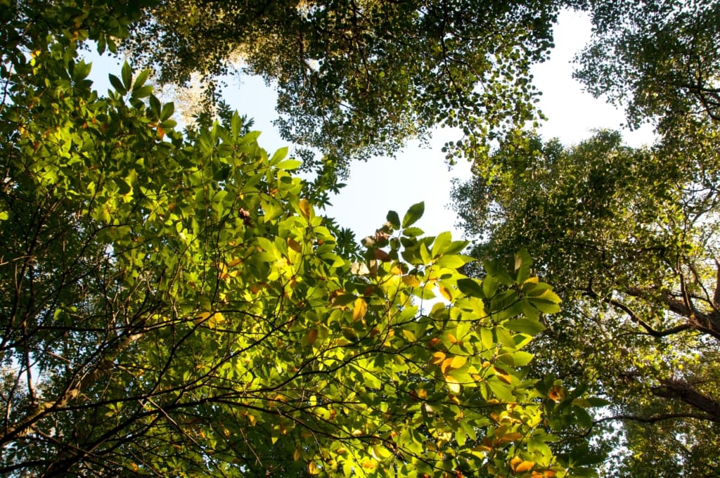 Looking up at the tree canopy in the lanes of Trinity, Jersey, Channel Islands