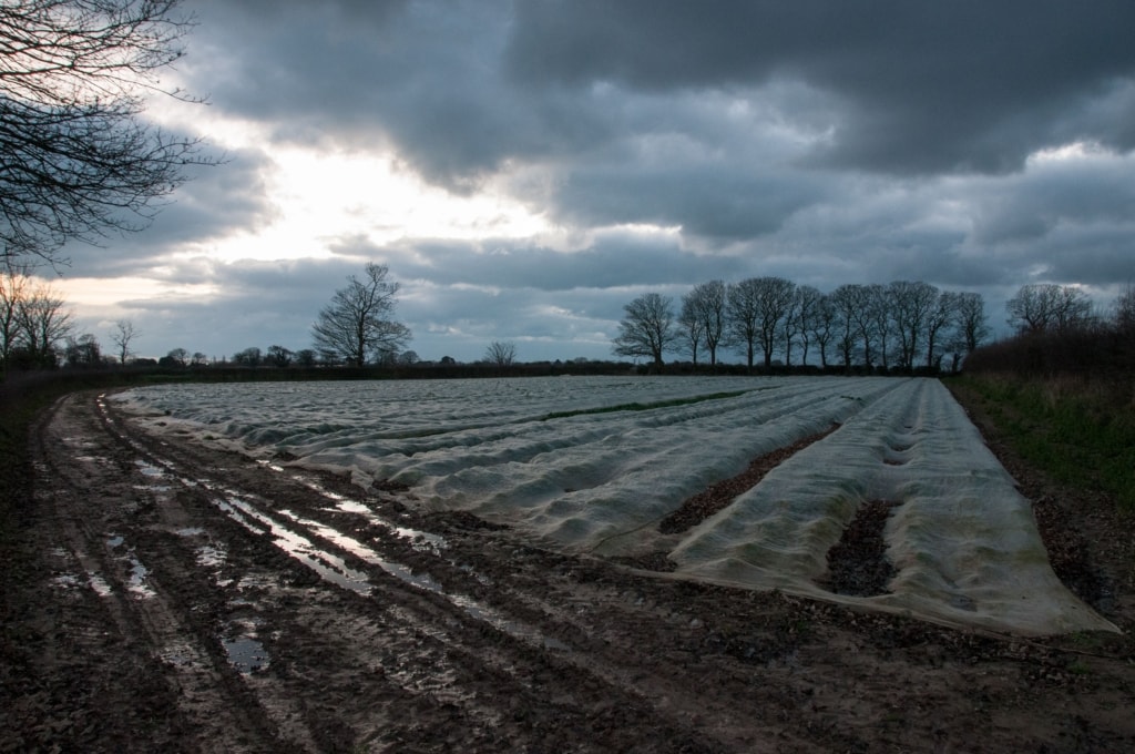 Muddy winter field with Jersey Royal New Potatoes growing under polythene, in St. Saviour, Jersey, Channel Islands