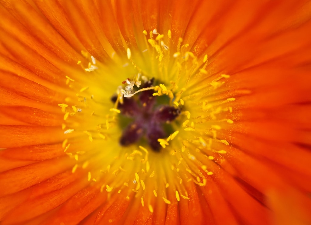 Close up of an orange flower at South Hill Gardens, St. Helier, Jersey, Channel Islands