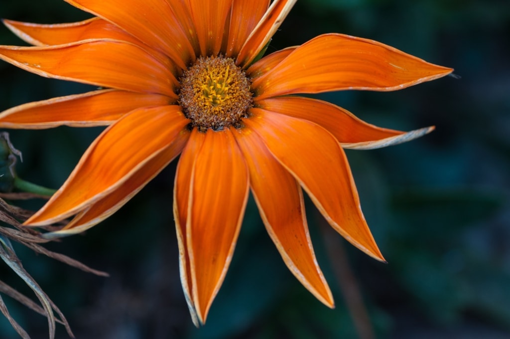 A beautiful orange flower uprooted and left to die in a wheelbarrow, St. Ouen, Jersey, Channel Islands