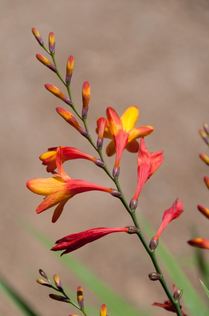 Delicate orange flowers at Jersey Zoo (Durrell), Trinity, Jersey, Channel Islands