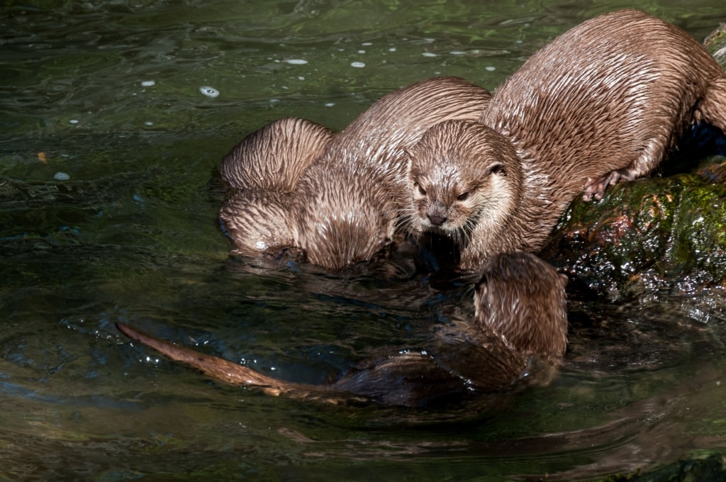 Otters playing at Jersey Zoo (Durrell), Trinity, Jersey, Channel Islands