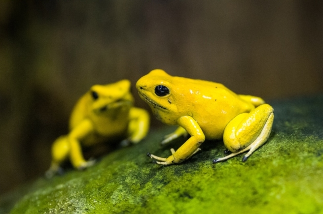 Pair of yellow poison dart frogs on a rock covered in algae, at Jersey Zoo (Durrell), Trinity, Jersey, Channel Islands