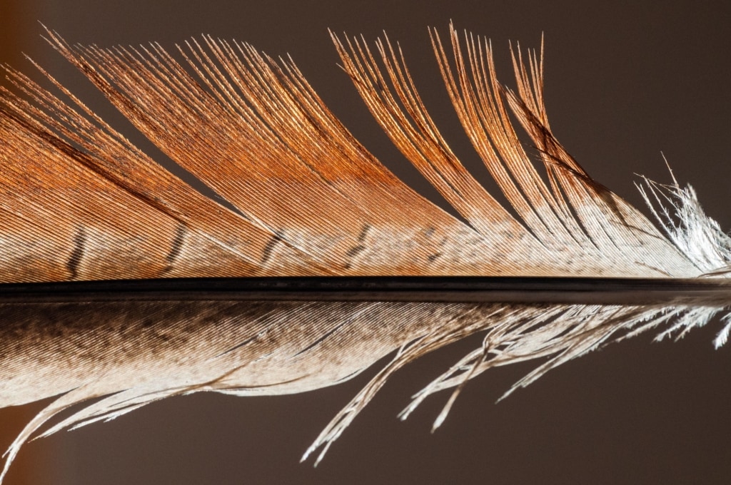 Pheasant feather, backlit, Jersey, Channel Islands