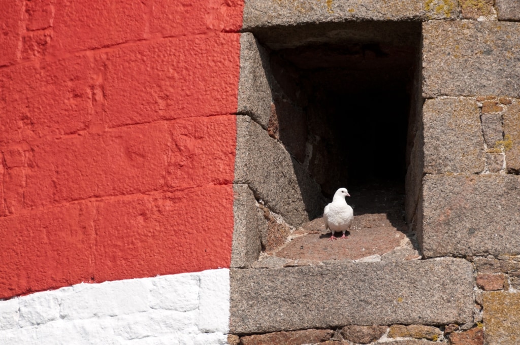 Pigeon in the window at Ouaisne Martello Tower, Ouaisne Common, Ouaisne, St. Brelade, Jersey, Channel Islands