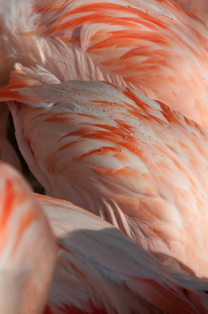 Pink flamingos at Jersey Zoo (Durrell), Trinity, Jersey, Channel Islands