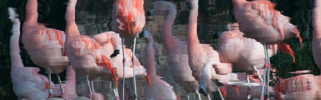 Pink flamingos reflected in a pond at Jersey Zoo (Durrell), Trinity, Jersey, Channel Islands