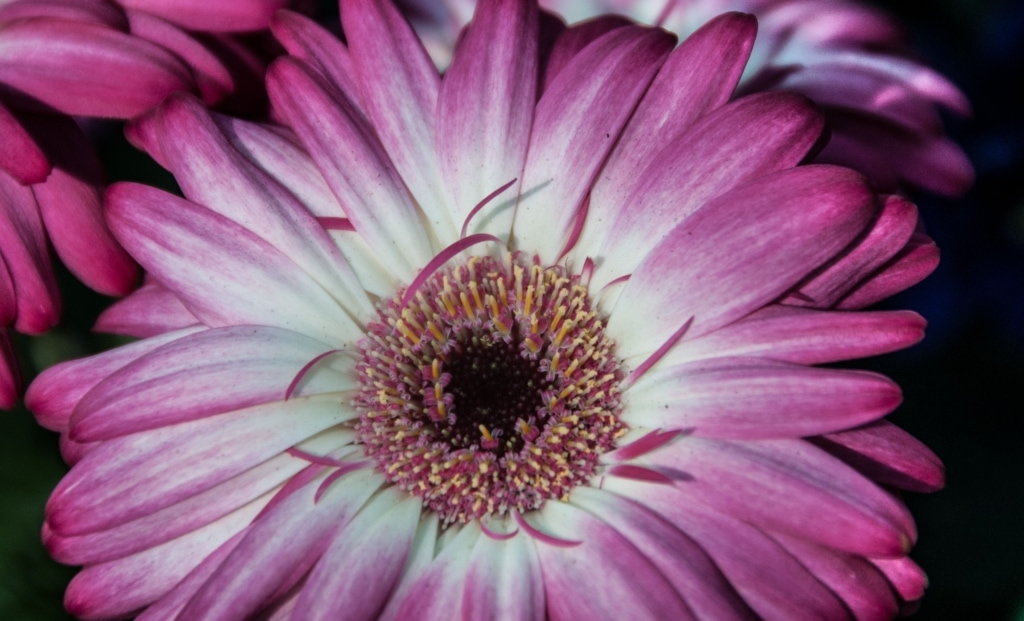 Close up of a pink flower, Jersey, Channel Islands