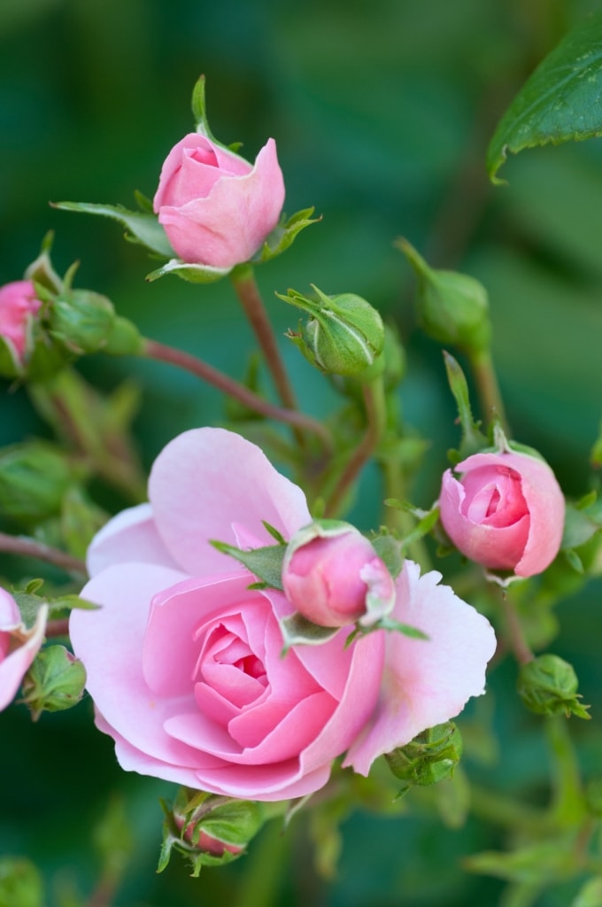 Pink roses at Jersey Zoo (Durrell), Trinity, Jersey, Channel Islands