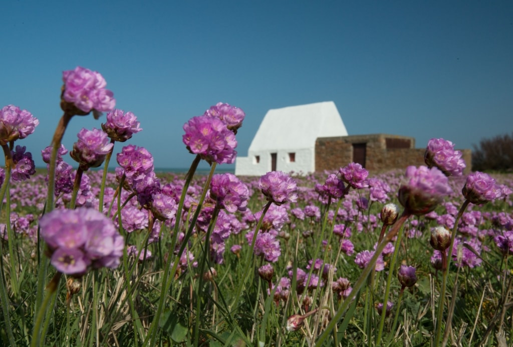 Pink sea thrift flowers in front of The White House in mid morning sunlight with blue sky behind, St. Ouen, Jersey, Channel Islands