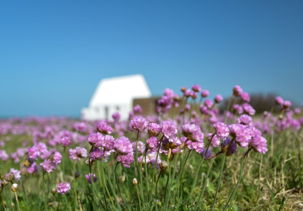 Pink sea thrift flowers in front of The White House in mid morning sunlight with blue sky behind, St. Peter, Jersey, Channel Islands