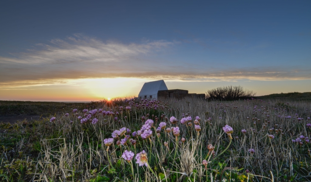 Pink sea thrift flowers in front of The White House at sunset, St. Peter, Jersey, Channel Islands