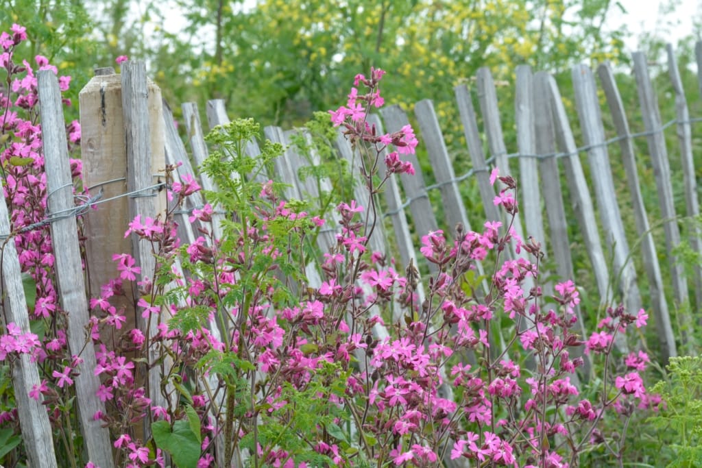 Pink wild flowers growing along a wooden fence at Plemont, St. Ouen, Jersey, Channel Islands