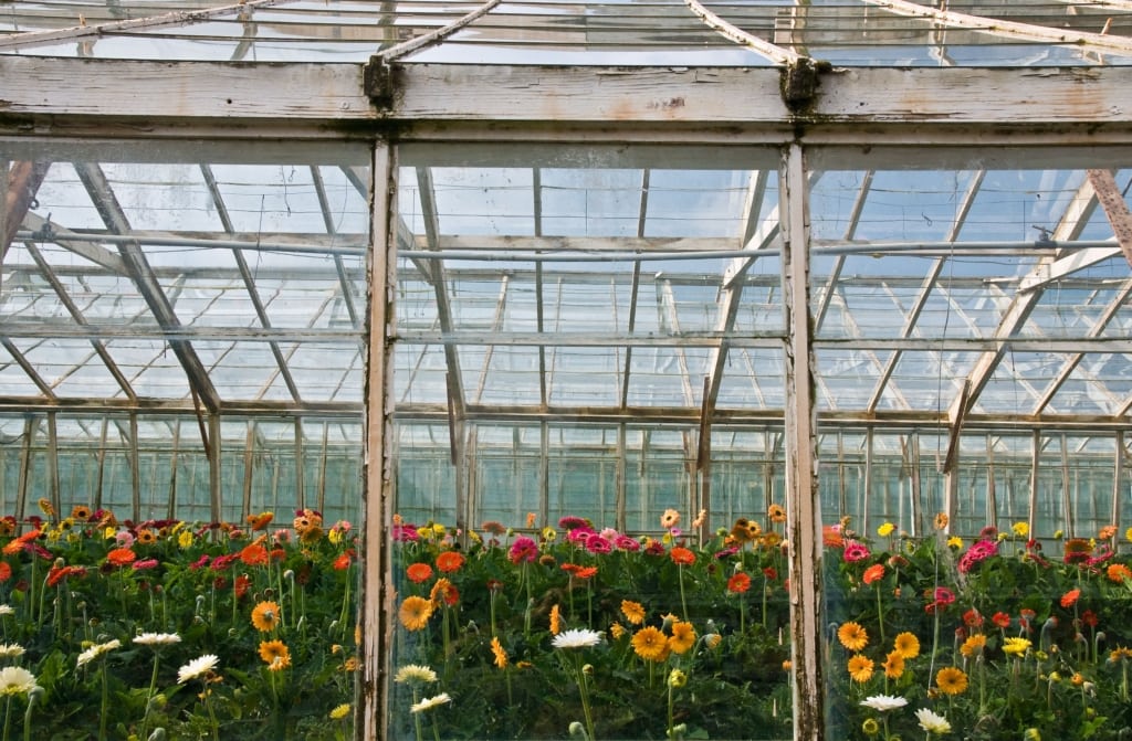 Pretty flowers in a greenhouse in The Lanes, Jersey, Channel Islands