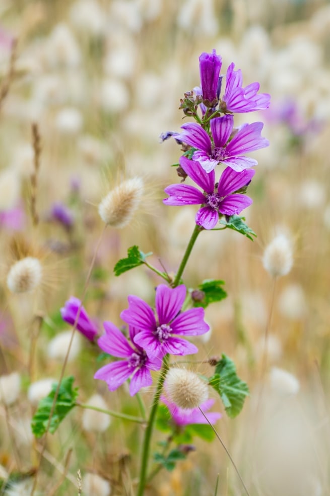 Close up of a purple flower in a field full of hare's tail grasses, Petit Port, St. Brelade, Jersey, Channel Islands