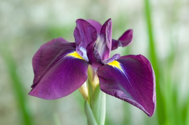 Purple orchid at Jersey Zoo (Durrell), Trinity, Jersey, Channel Islands