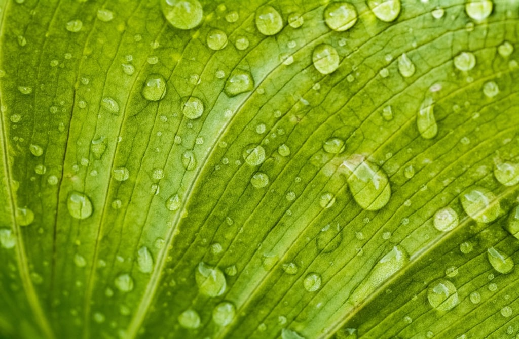 Close up of raindrops on a green leaf, Jersey, Channel Islands