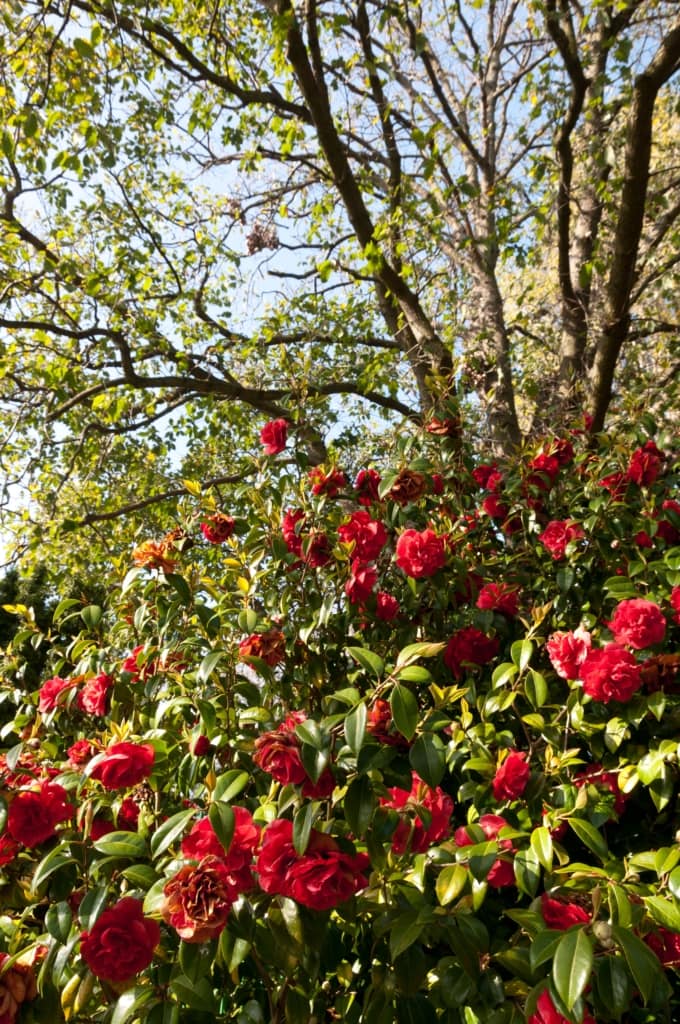 Red camellia bush in flower at Howard Davis Park, St. Helier, Jersey, Channel Islands