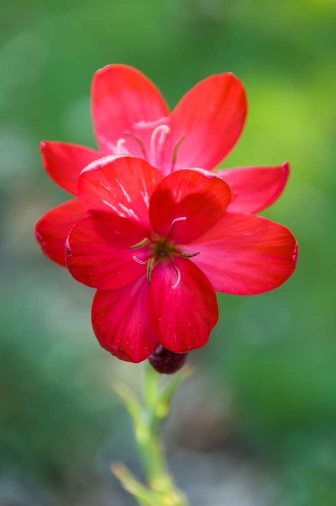 Close up of a red flower at Jersey Zoo (Durrell), Trinity, Jersey, Channel Islands