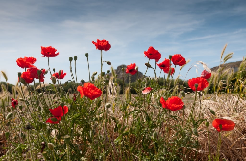 Red poppies and grasses on a wall next to Slip de L'Ouest, L'Etacq, St. Ouen, St. Ouen's Bay, Jersey, Channel Islands