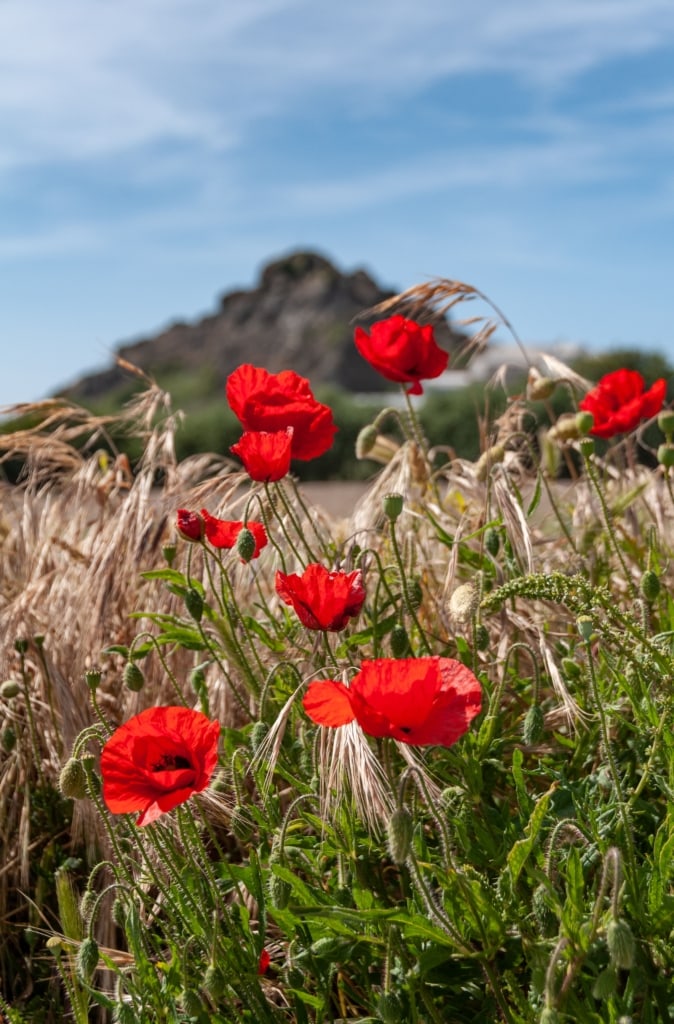 Red poppies and grasses on a wall next to Slip de L'Ouest, L'Etacq, St. Ouen, St. Ouen's Bay, Jersey, Channel Islands