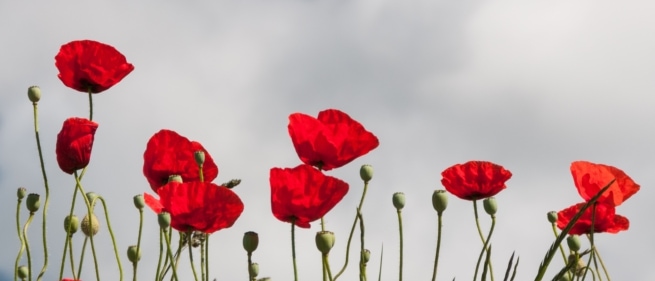 Red poppies on a wall, The Lanes, St. Helier, Jersey, Channel Islands