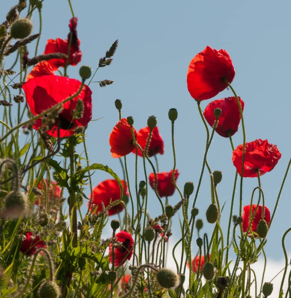 Red poppies on a wall, The Lanes, St. Helier, Jersey, Channel Islands