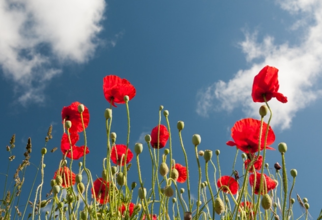 Red poppies on a wall, The Lanes, St. Helier, Jersey, Channel Islands